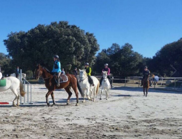  Equine therapy lessons. 